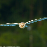 Buy canvas prints of Barn Owl in Flight by Nigel Wilkins