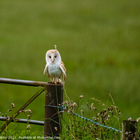 Buy canvas prints of Young Barn Owl by Nigel Wilkins