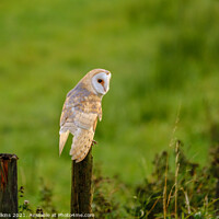 Buy canvas prints of Barn Owl on a Fencepost by Nigel Wilkins