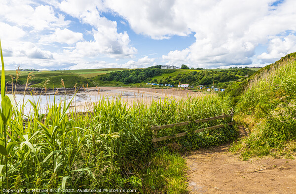 Majestic Path to Coldingham Bay Picture Board by Michael Birch
