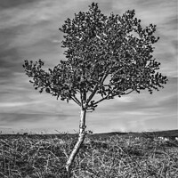 Buy canvas prints of Majestic Holly Tree by Michael Birch