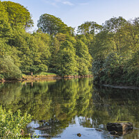 Buy canvas prints of Reflections on River Coquet by Michael Birch