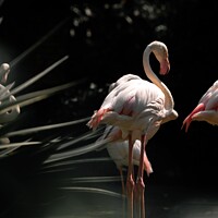 Buy canvas prints of Flamingos are together at night  by maka magnolia
