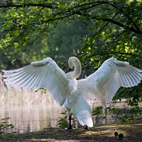 Buy canvas prints of The winged swan proudly stands by the water by maka magnolia
