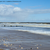 Buy canvas prints of Shells on the beach by Geoff Taylor