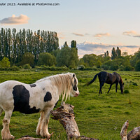 Buy canvas prints of Horses in the meadow by Geoff Taylor