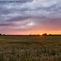 Buy canvas prints of Sunset over a ripening field by Geoff Taylor