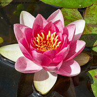Buy canvas prints of Water lilly by Geoff Taylor