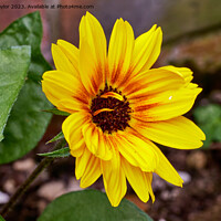 Buy canvas prints of Miniature sunflower by Geoff Taylor