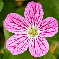 Buy canvas prints of Pink flower by Geoff Taylor