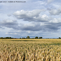 Buy canvas prints of Over the fields by Geoff Taylor