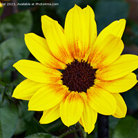 Buy canvas prints of Miniature sunflower by Geoff Taylor