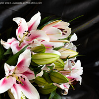 Buy canvas prints of Cala lilies by Geoff Taylor