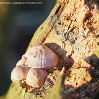 Buy canvas prints of Fungi growing by Geoff Taylor