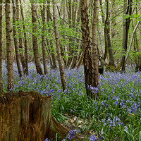 Buy canvas prints of Bluebells in Chalkney Woods by Geoff Taylor
