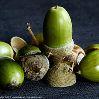 Buy canvas prints of Out of little acorns by Geoff Taylor