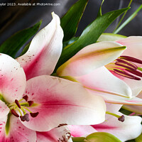 Buy canvas prints of Lillies by Geoff Taylor