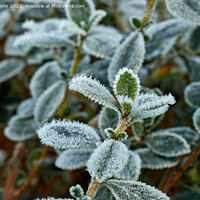 Buy canvas prints of Frosty leave by Geoff Taylor