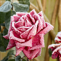 Buy canvas prints of Frosty rose by Geoff Taylor