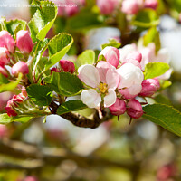 Buy canvas prints of Apple blossom by Geoff Taylor