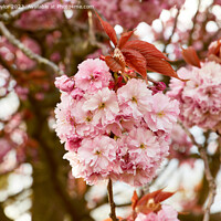 Buy canvas prints of Pink blossom by Geoff Taylor
