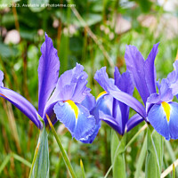 Buy canvas prints of Purple iris by Geoff Taylor