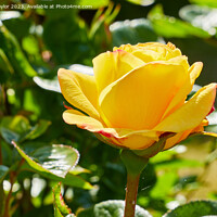 Buy canvas prints of Yellow rose by Geoff Taylor