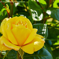 Buy canvas prints of Yellow rose by Geoff Taylor