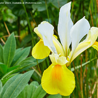 Buy canvas prints of Yellow iris by Geoff Taylor