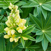 Buy canvas prints of Yellow lupin by Geoff Taylor