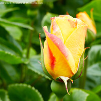 Buy canvas prints of Rose bud by Geoff Taylor