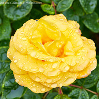 Buy canvas prints of Rose in the rain by Geoff Taylor