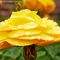 Buy canvas prints of Rose in the rain - side on by Geoff Taylor