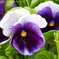 Buy canvas prints of Purple pansy by Geoff Taylor