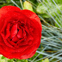 Buy canvas prints of Red ranculus by Geoff Taylor