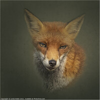 Buy canvas prints of Red Fox by Linda Webb