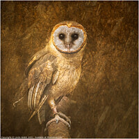 Buy canvas prints of Barn owl in a fine art style by Linda Webb