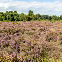 Buy canvas prints of Heather in flower Suffolk Sandlings heathland by Ian Murray