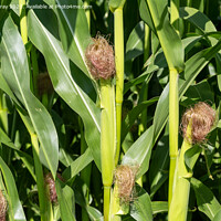 Buy canvas prints of Corn on the cob by Ian Murray