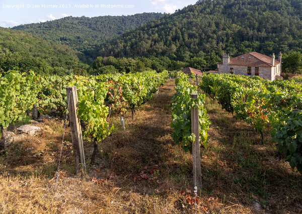 Grapes growing on grapevines, Ribeiro wine region, Picture Board by Ian Murray
