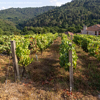 Buy canvas prints of Grapes growing on grapevines, Ribeiro wine region, by Ian Murray