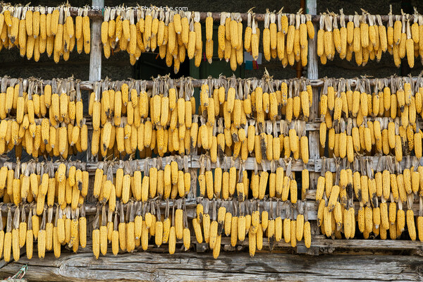 Corn cobs maize hanging out to dry  Picture Board by Ian Murray