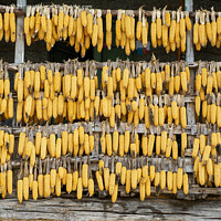 Buy canvas prints of Corn cobs maize hanging out to dry  by Ian Murray