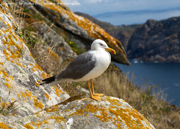 Yellow-legged gull Picture Board by Ian Murray