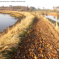 Buy canvas prints of Autumn leaves on River Deben footpath, Ramsholt, Suffolk by Ian Murray