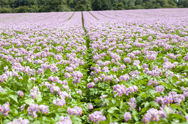 Pink purple blossom potato plants Picture Board by Ian Murray