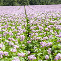 Buy canvas prints of Pink purple blossom potato plants by Ian Murray