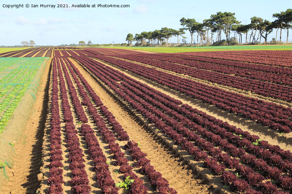 Outdoor field rows of lettuce Picture Board by Ian Murray