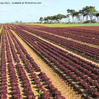 Buy canvas prints of Outdoor field rows of lettuce by Ian Murray