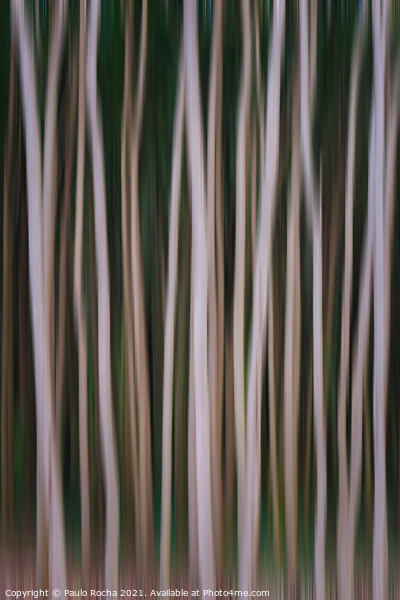 Abstract image of a blurred forest Picture Board by Paulo Rocha
